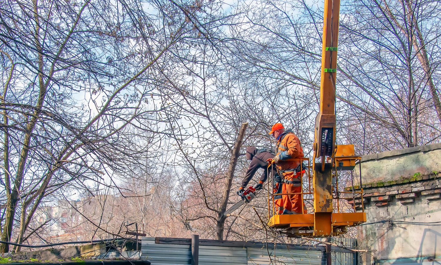 Understanding How Crane Services Boost Tree Removal Safety